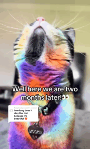 pet-owner-dyes-cat-in-rainbow-colors-sparking-ethical-debate