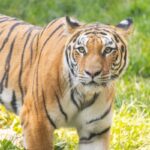 philadelphia-zoo-introduces-two-endangered-big-cats-for-conservation