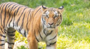 philadelphia-zoo-introduces-two-endangered-big-cats-for-conservation