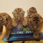 philadelphia-zoo-launches-book-celebrating-amur-tiger-cub-zoya
