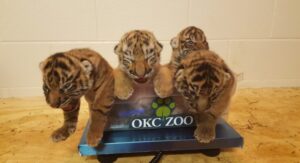 philadelphia-zoo-launches-book-celebrating-amur-tiger-cub-zoya