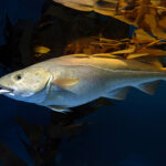 protecting-cod-lessons-from-history-for-sustainable-fisheries