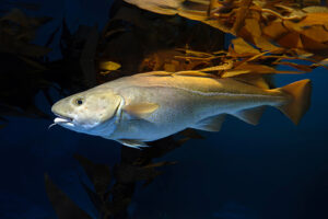 protecting-cod-lessons-from-history-for-sustainable-fisheries