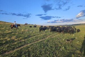rancher-s-bull-chases-lead-to-unexpected-adventures