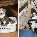 rescue-dog-laina-named-pet-of-the-week-for-adorable-habit
