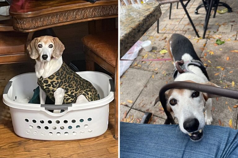 rescue-dog-laina-named-pet-of-the-week-for-adorable-habit