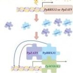 researchers-uncover-genes-behind-peach-color-variation