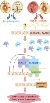 researchers-uncover-genes-behind-peach-color-variation