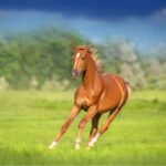 scientists-uncover-genetic-secrets-of-horse-domestication-today