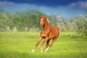 scientists-uncover-genetic-secrets-of-horse-domestication-today