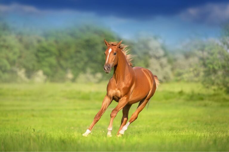 scientists-uncover-genetic-secrets-of-horse-domestication-today