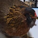 texas-chicken-pearl-crowned-world-s-oldest-at-14-years