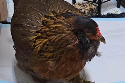 texas-chicken-pearl-crowned-world-s-oldest-at-14-years