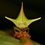 treehopper-evolution-study-links-body-shapes-to-static-electricity