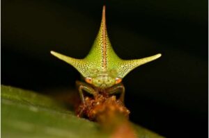 treehopper-evolution-study-links-body-shapes-to-static-electricity
