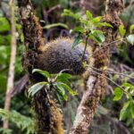 unique-fijian-plants-create-habitats-for-peaceful-ants
