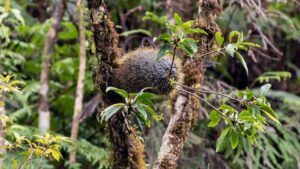 unique-fijian-plants-create-habitats-for-peaceful-ants