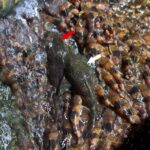 unprecedented-catfish-climb-waterfall-in-rare-migration-event