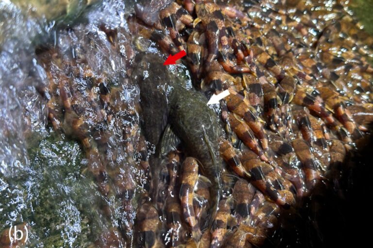 unprecedented-catfish-climb-waterfall-in-rare-migration-event