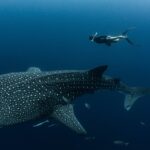 urgent-study-reveals-80-of-whale-sharks-scarred-by-humans