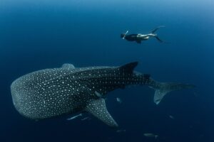 urgent-study-reveals-80-of-whale-sharks-scarred-by-humans