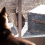 urgent-update-dogs-surpass-cats-in-online-influencer-earnings