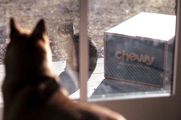 urgent-update-dogs-surpass-cats-in-online-influencer-earnings