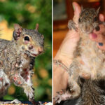 urgent-zombie-squirrels-spotted-in-u-s-backyards-experts-warn