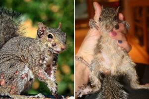 urgent-zombie-squirrels-spotted-in-u-s-backyards-experts-warn