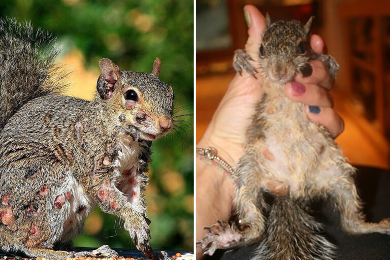 urgent-zombie-squirrels-spotted-in-u-s-backyards-experts-warn