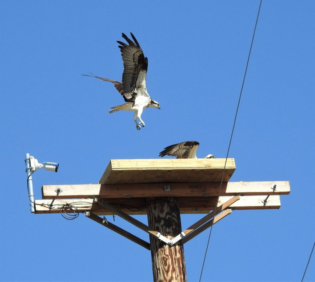 Ospreys.jpg