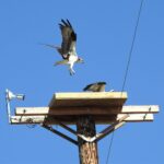 Ospreys.jpg