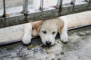 affordable-spay-and-neuter-options-available-in-east-las-vegas