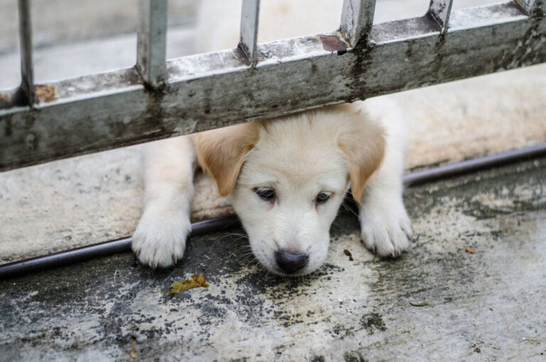 affordable-spay-and-neuter-options-available-in-east-las-vegas