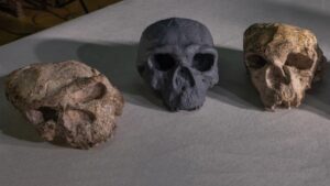 ancient-chinese-skull-offers-new-insights-into-human-evolution