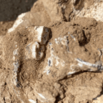 ancient-jawbone-unearthed-in-georgia-may-redefine-human-origins