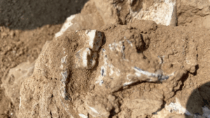 ancient-jawbone-unearthed-in-georgia-may-redefine-human-origins