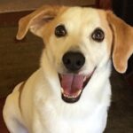 beloved-family-pet-riley-beagle-passes-away-at-15