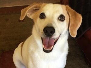 beloved-family-pet-riley-beagle-passes-away-at-15
