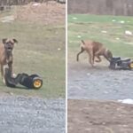 boxer-scout-wins-pet-of-the-week-for-toy-digger-antics