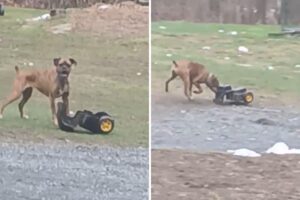 boxer-scout-wins-pet-of-the-week-for-toy-digger-antics