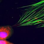 cancer-cells-reprogram-neighbors-using-mitochondria-deception