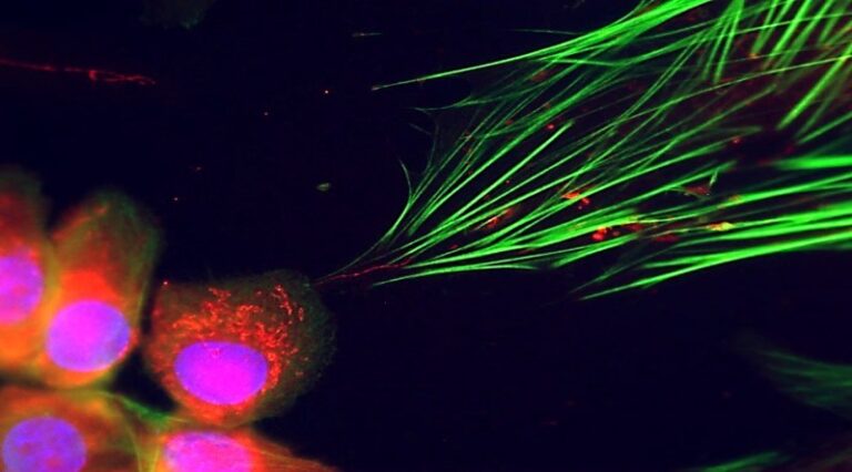 cancer-cells-reprogram-neighbors-using-mitochondria-deception