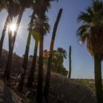 coachella-valley-incomes-surge-thousand-palms-rises-3-5x