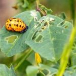 discover-the-fascinating-life-cycle-of-ladybugs