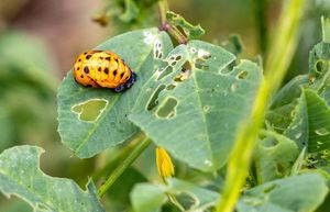 discover-the-fascinating-life-cycle-of-ladybugs
