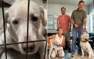 dog-finally-adopted-after-heartbreaking-1-500-days-in-shelter