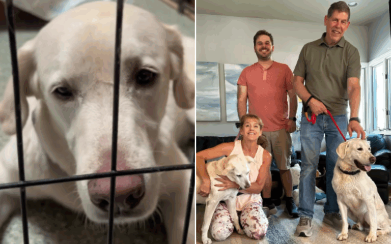 dog-finally-adopted-after-heartbreaking-1-500-days-in-shelter