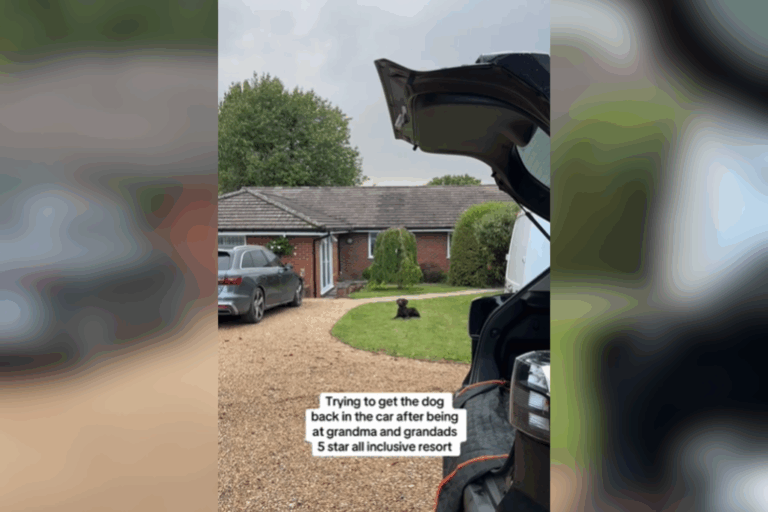 dog-hilariously-refuses-to-leave-5-star-resort-grandparents-house