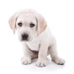 early-treatment-key-to-puppy-s-survival-from-muo-diagnosis